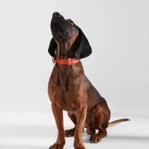 Collar perro SILBONxLADRANGAUCHO cuero