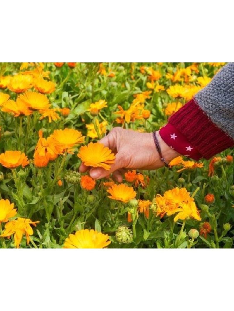 Crema hidratante piel sensible 100% BIO - Imagen 3