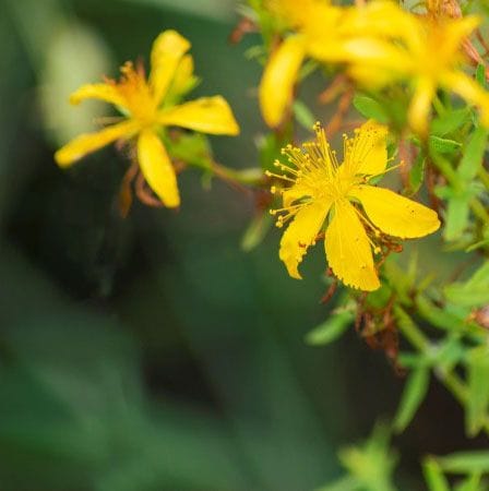 Crema antiinflamatoria y cicatrizante ecológica de hipérico - Imagen 3