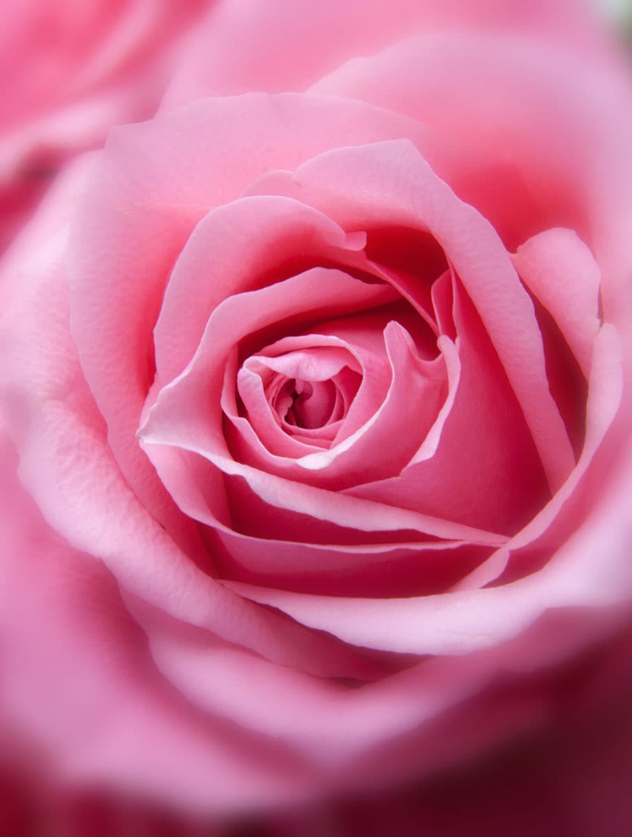 Tónico facial ecológico de rosas - Imagen 4